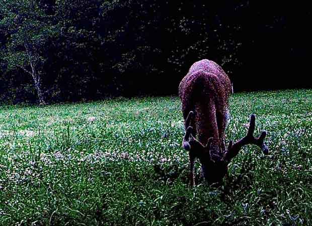 SOO Food Plot deer eating grass