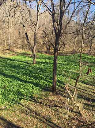 SOO Food Plot photo