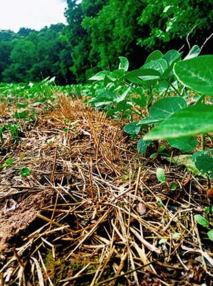 SOO food plot