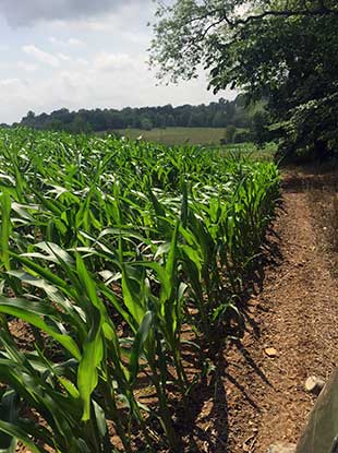 Southern Ohio Outfitters food plot