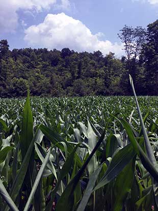 SOO food plot