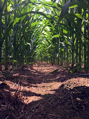 SOO corn food plot