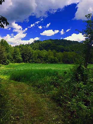 SOO food plot blue sky