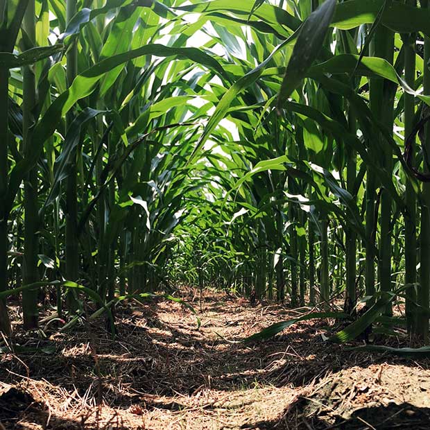 SOO food plot with corn rows