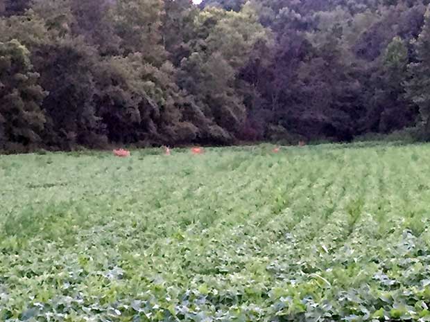 SOO food plot plants