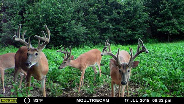 Deer on SOO food plot