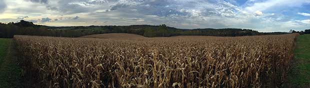 SOO Food Plot with corn