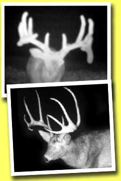 SOO Most Wanted Deer HUGE