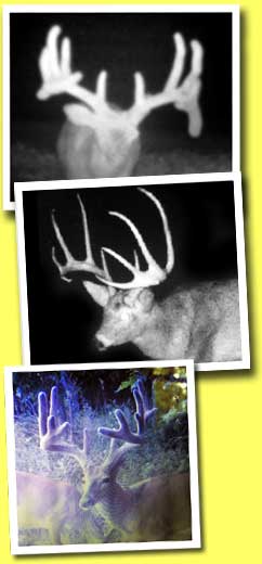 SOO Most Wanted Deer HUGE