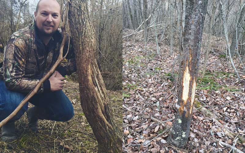 Rubbings on SOO trees