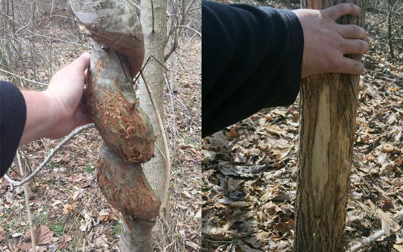 Rubbings on SOO trees