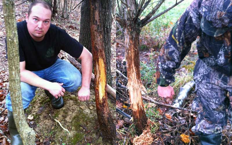 Rubbings on SOO trees