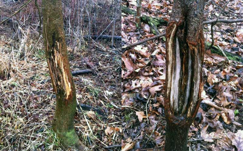 Rubbings on SOO trees