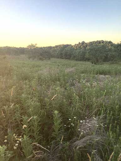 SOO Upland Bird Hunts