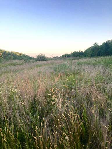 SOO Upland Bird Hunts