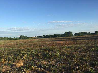 SOO Upland Bird Hunts