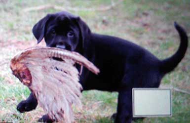SOO Upland Bird Hunts