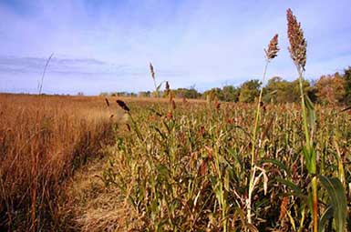 SOO Upland Bird Hunts