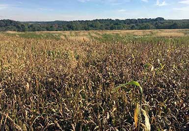 SOO Upland Bird Hunts