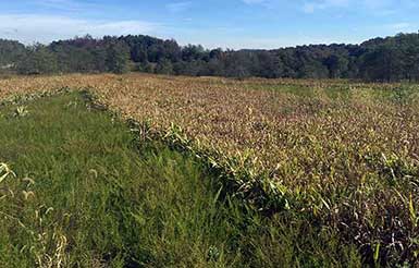 SOO Upland Bird Hunts