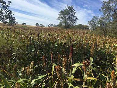 SOO Upland Bird Hunts