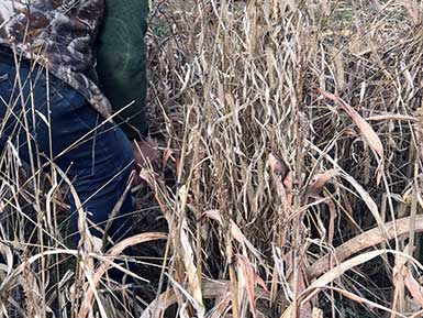 SOO Upland Bird Hunts