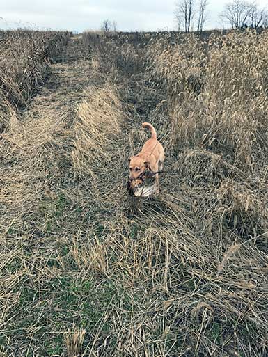 SOO Upland Bird Hunts