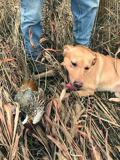 SOO Upland Bird Hunts
