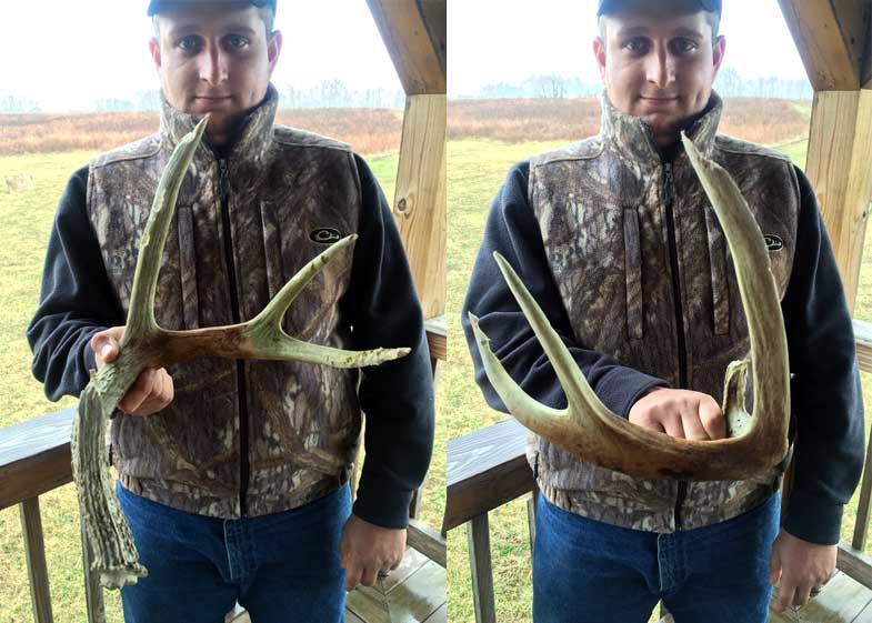 Man holding shed deer antlers