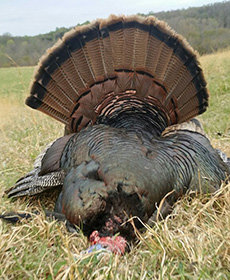 Big Longbeard takes a dirt nap